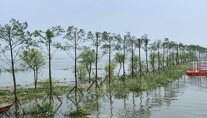 圖2： 南洞庭湖區水鬆生態景觀帶guanw