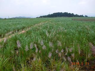 草莓视频下载黄污後