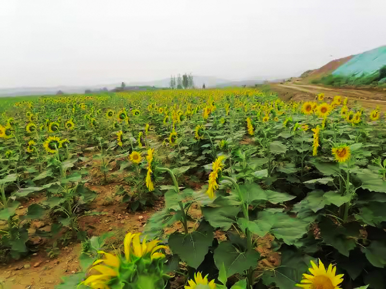 鶴壁市淇濱區南太行地區山水林田湖草生態保護草莓视频下载黄污工程